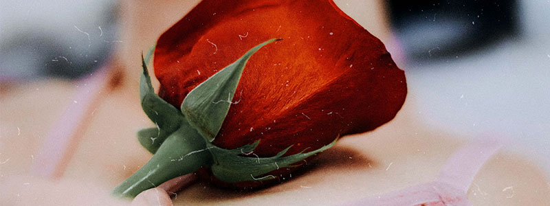 Rosa roja sobre el hombro